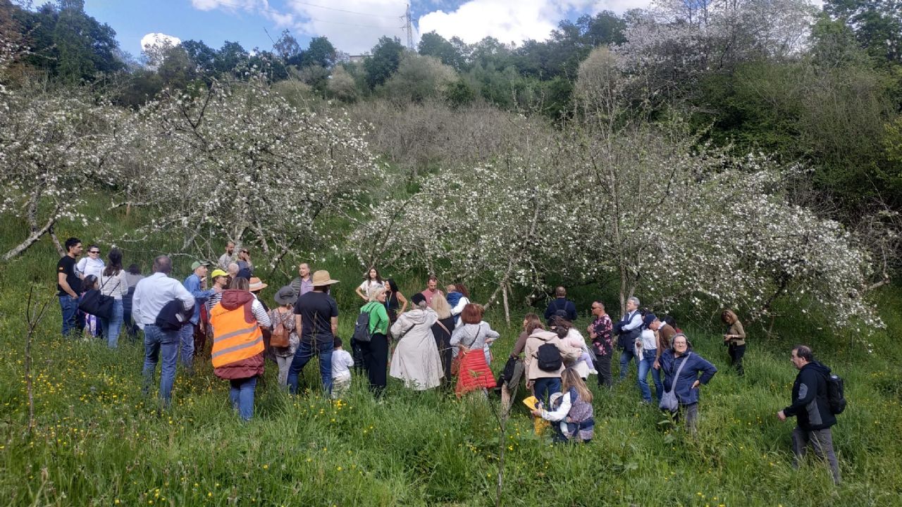 Pumarada en flor en Asturias 2 de mayo 2025 en Bimenes
